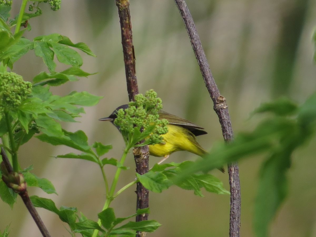 MacGillivray's Warbler - ML97007221