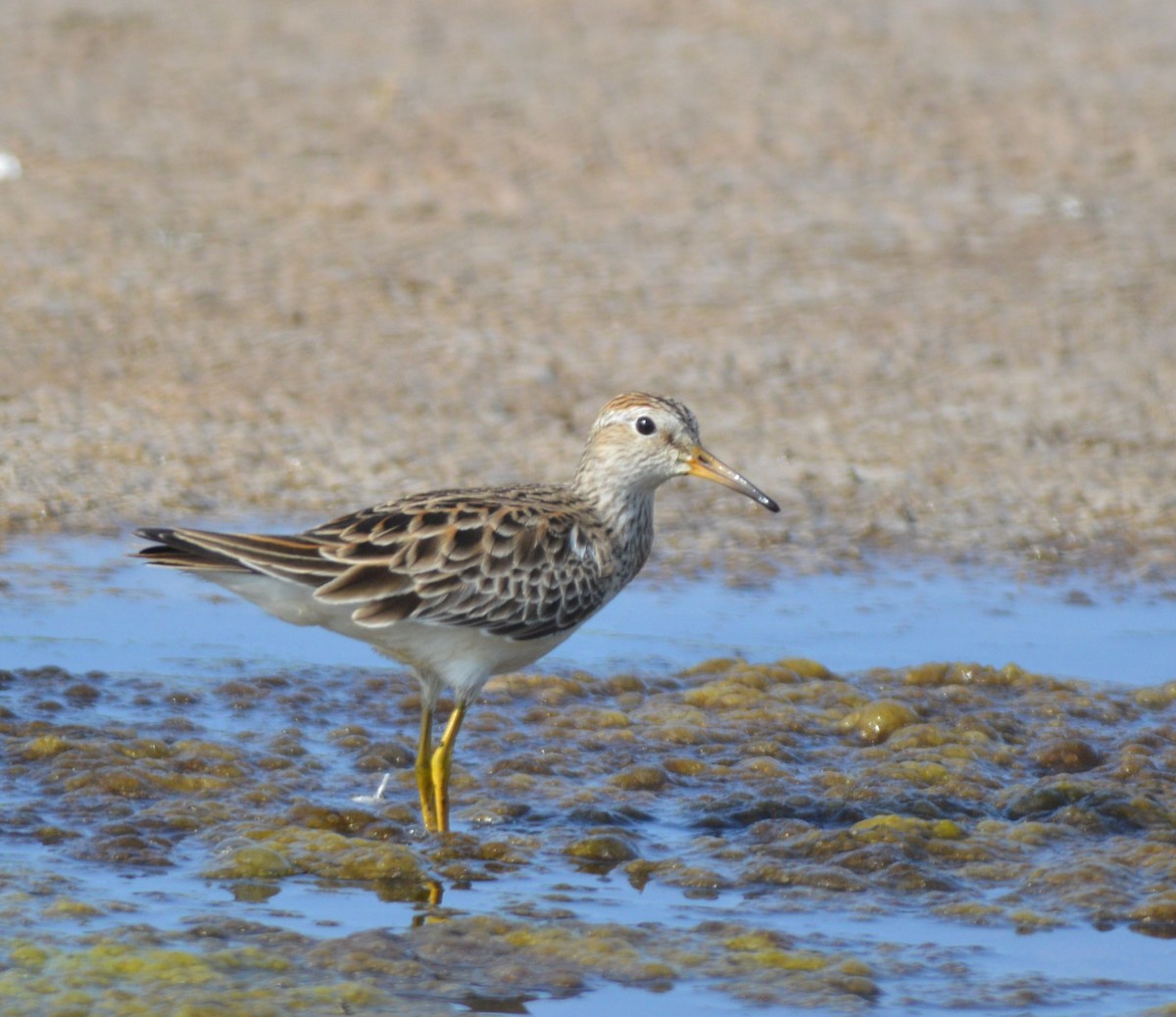 Pectoral Sandpiper - Esteban Villanueva (Aves Libres Chile)