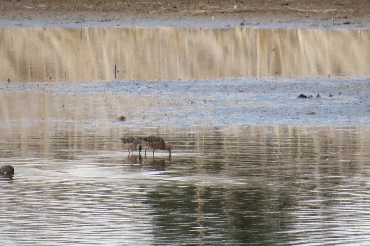 langnebbekkasinsnipe - ML97007411