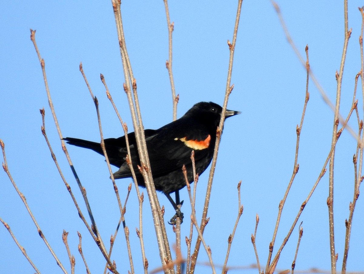 Red-winged Blackbird - ML97008361
