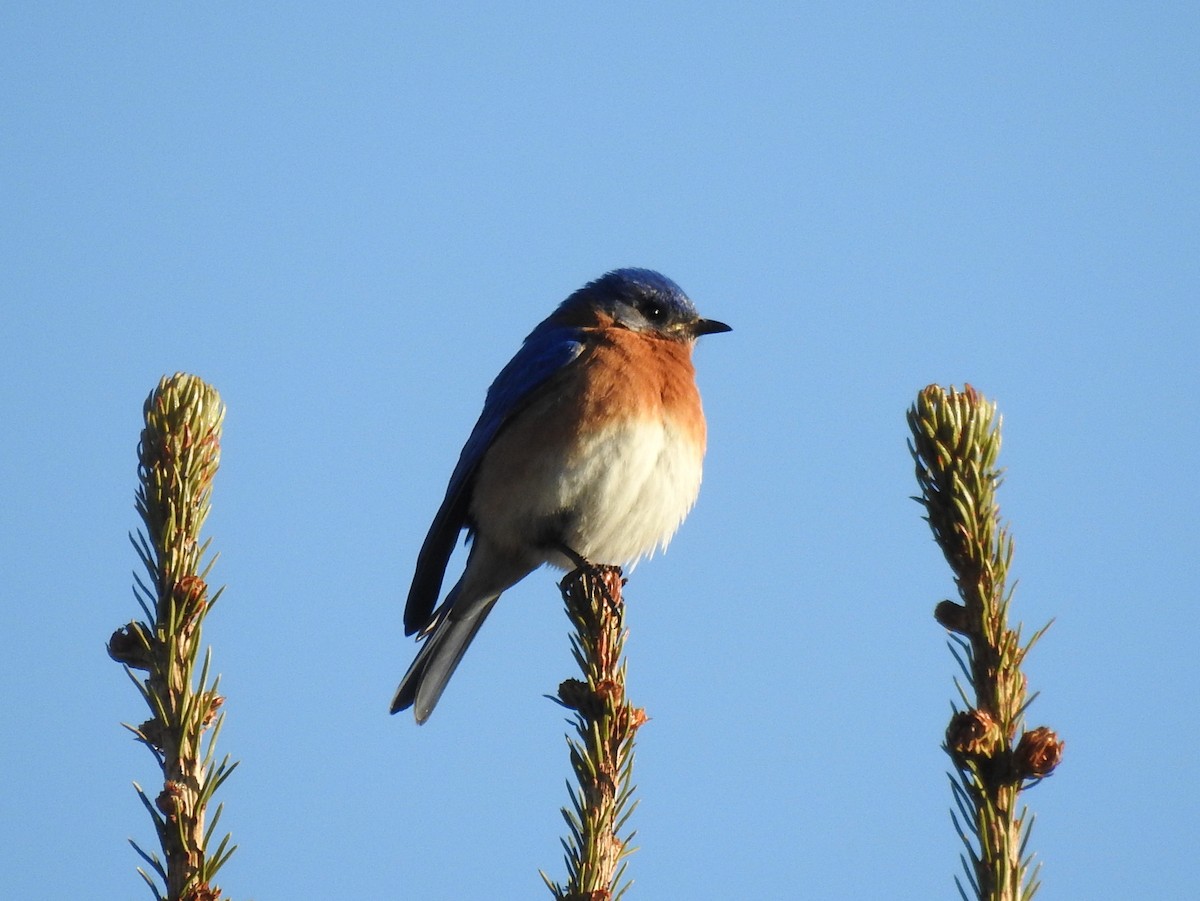 Eastern Bluebird - ML97008441