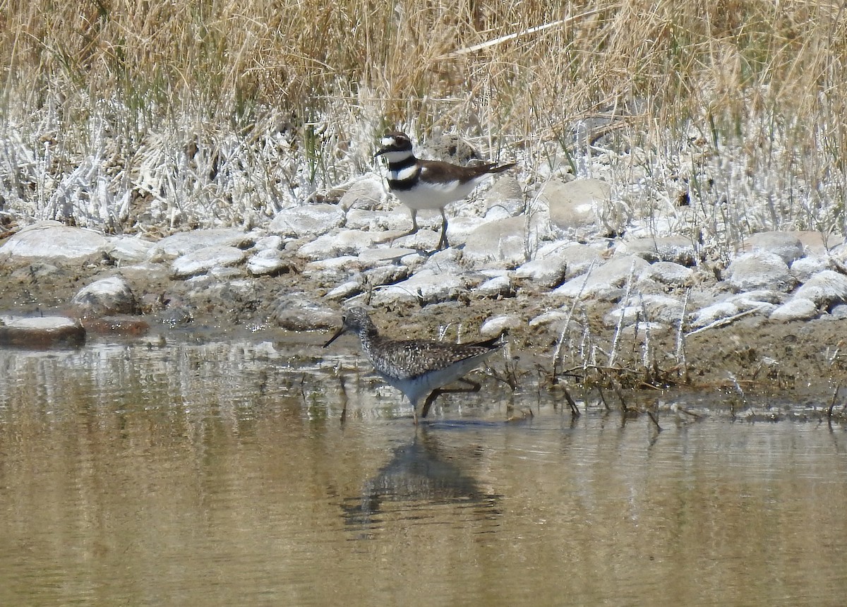 Lesser Yellowlegs - ML97008801