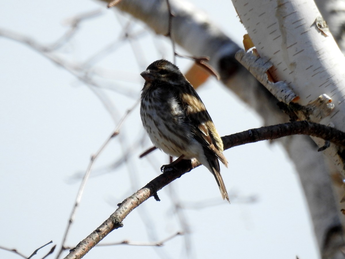 Purple Finch - ML97008891