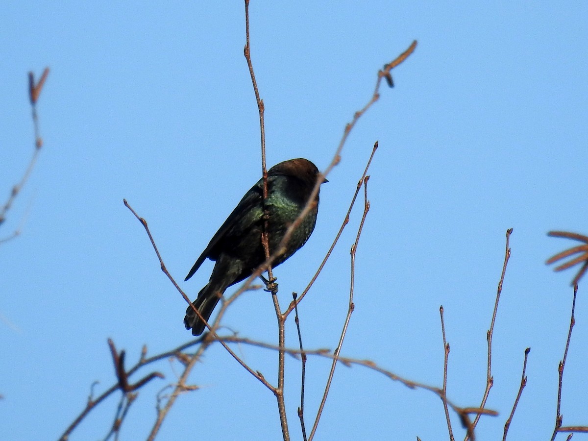 Brown-headed Cowbird - ML97009321