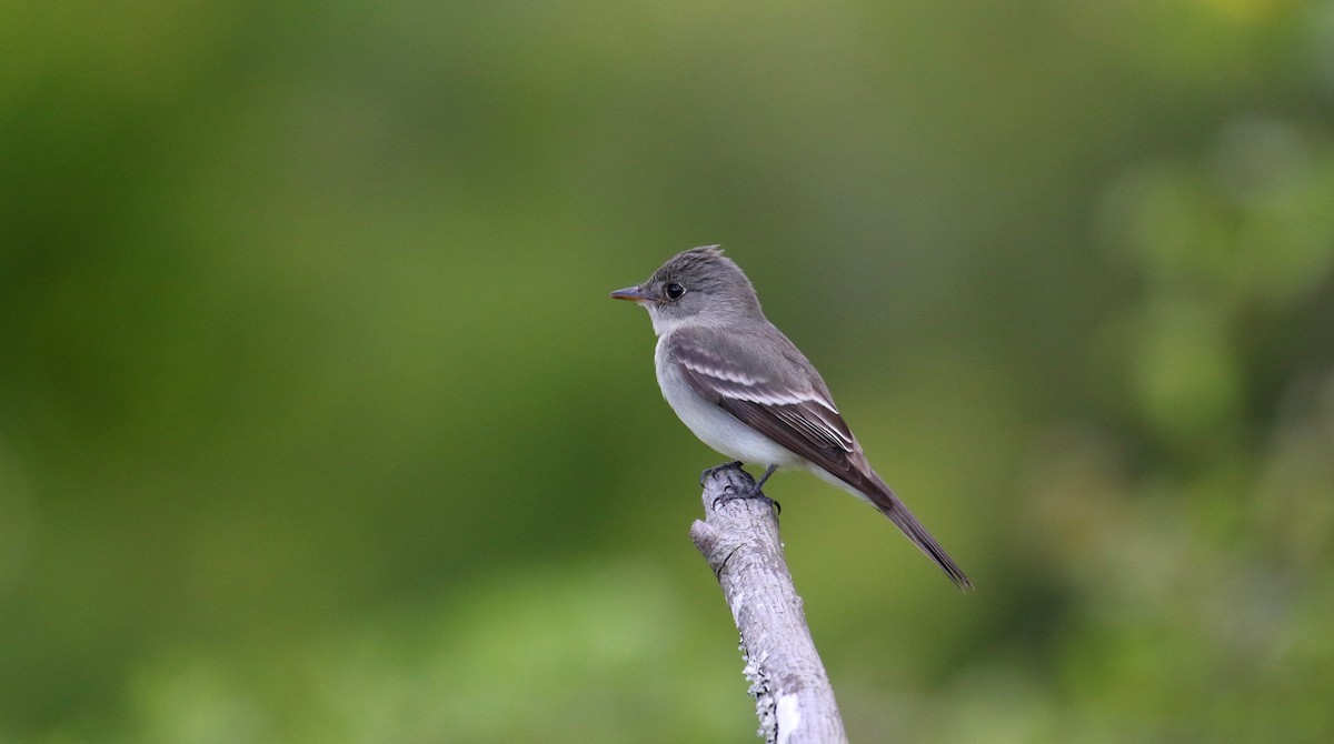 Eastern Wood-Pewee - John Deitsch