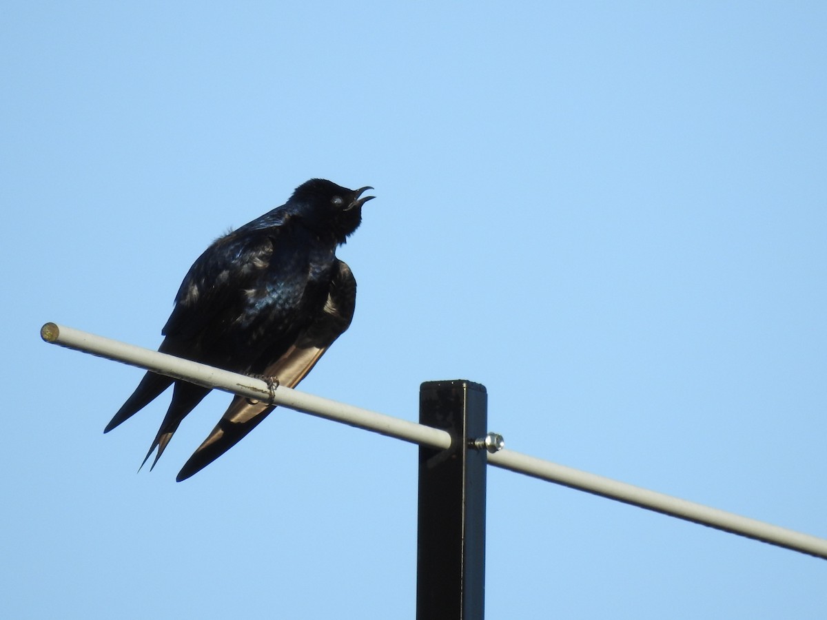 Purple Martin - ML97009951