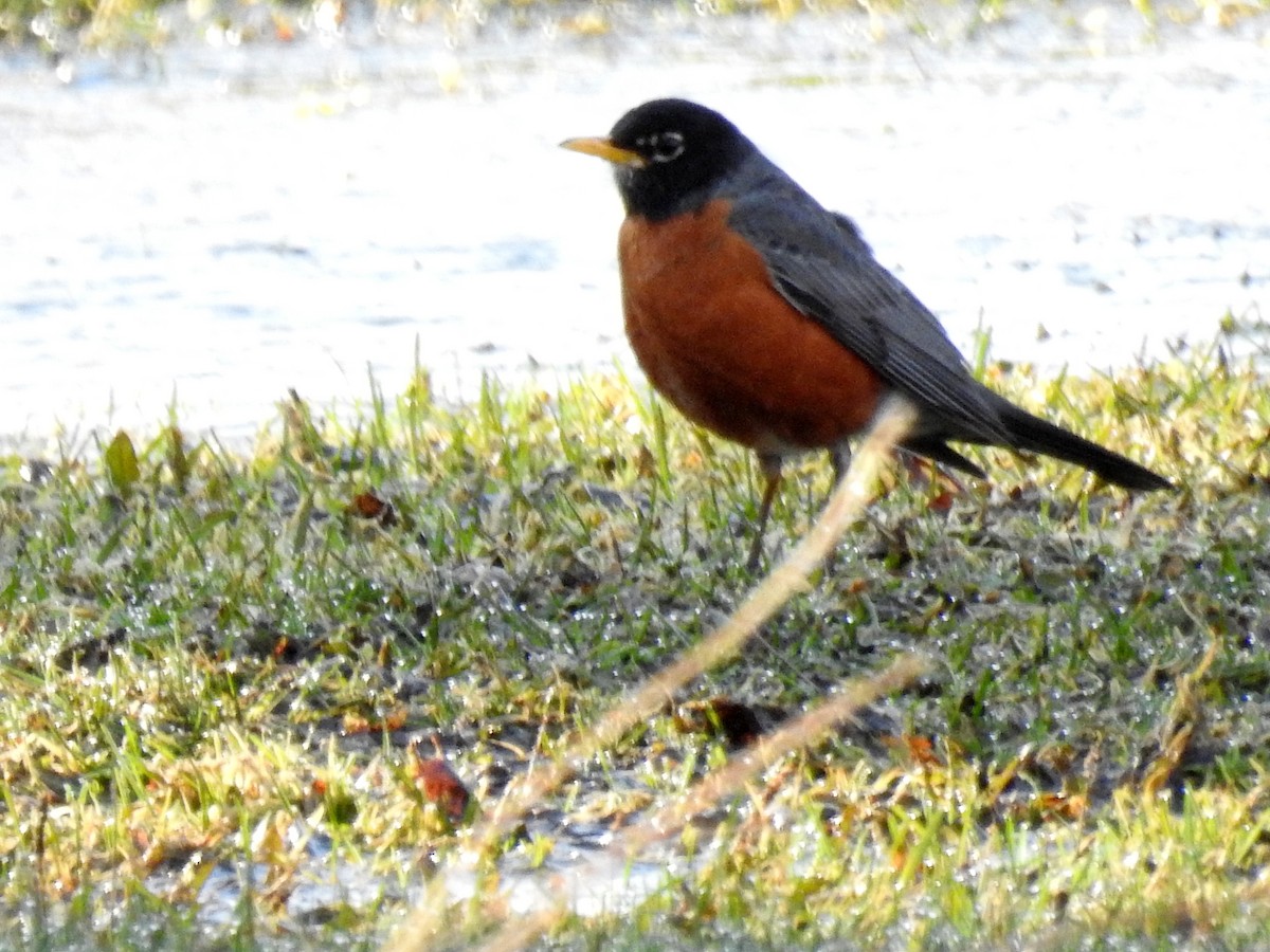 American Robin - ML97010571