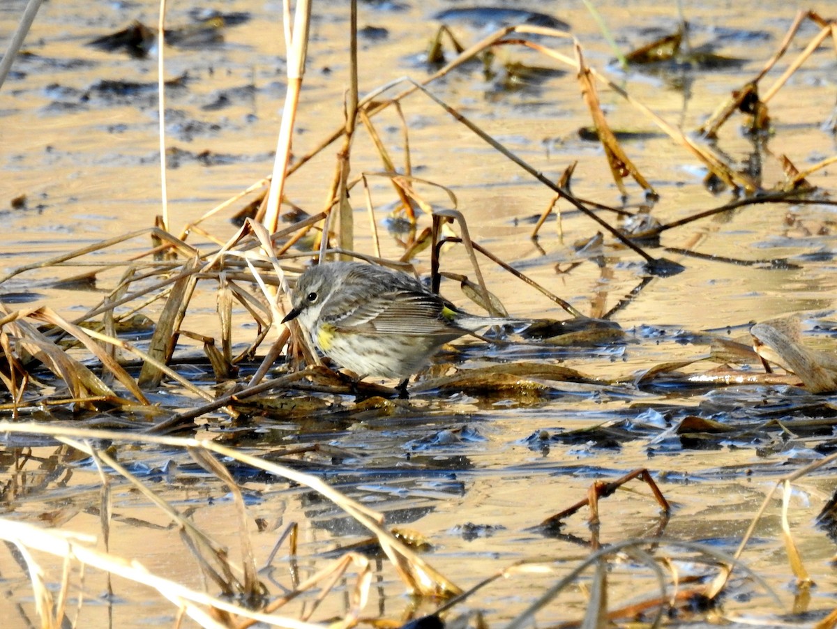 Yellow-rumped Warbler - ML97010841