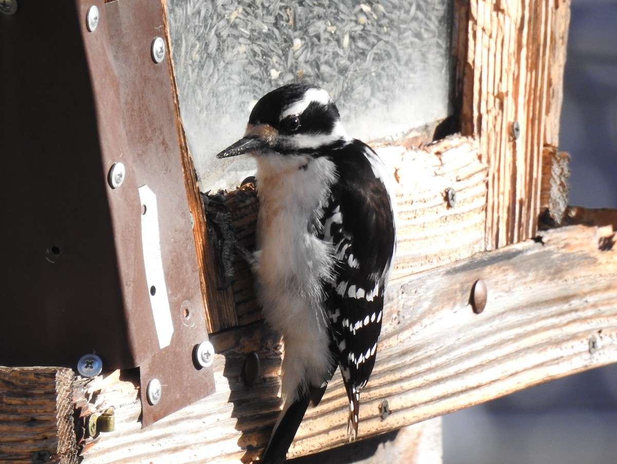 Downy Woodpecker - ML97010961