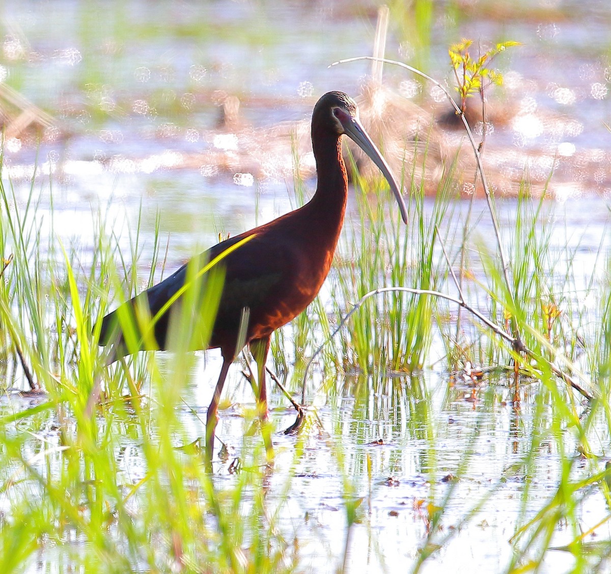 ibis americký - ML97011461