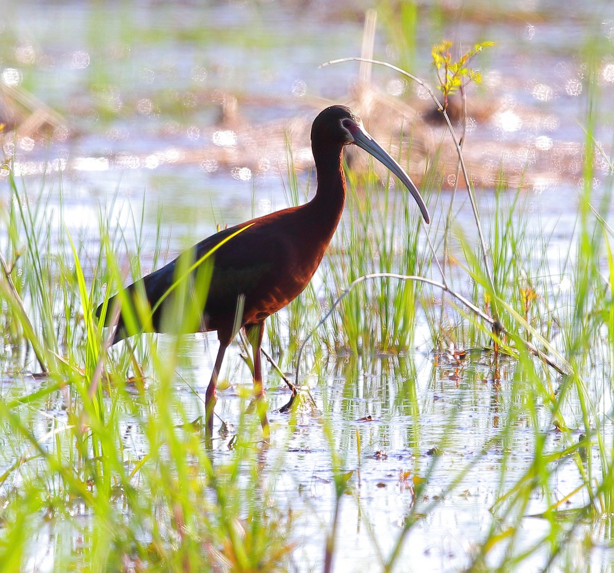 Ibis à face blanche - ML97011501