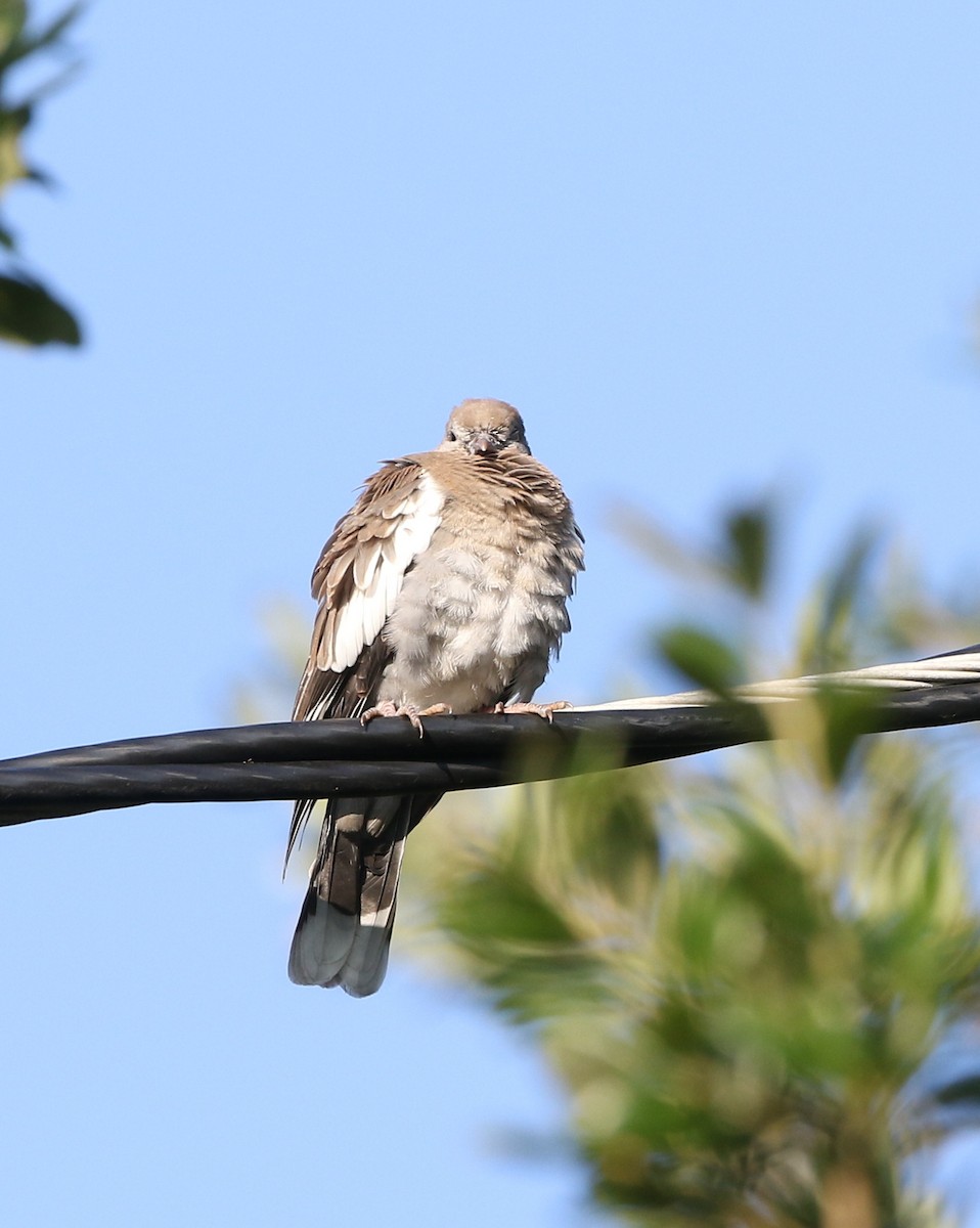 White-winged Dove - joan garvey