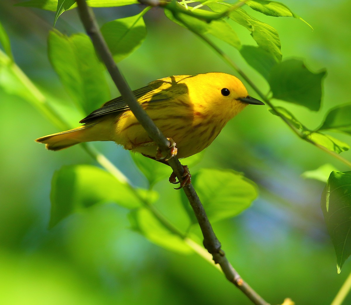 Yellow Warbler - ML97012861