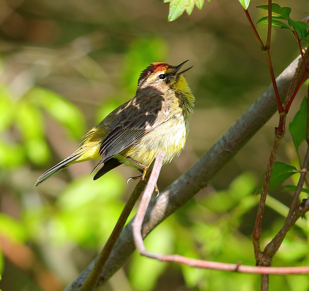 Palm Warbler - ML97012991