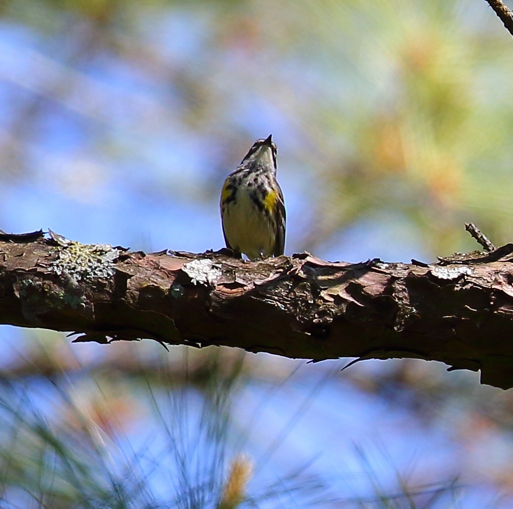 Yellow-rumped Warbler - ML97013011