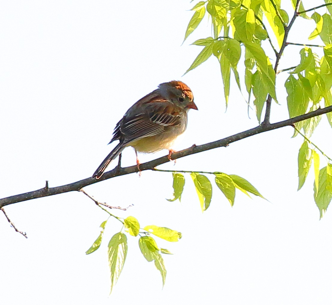 Field Sparrow - ML97013081