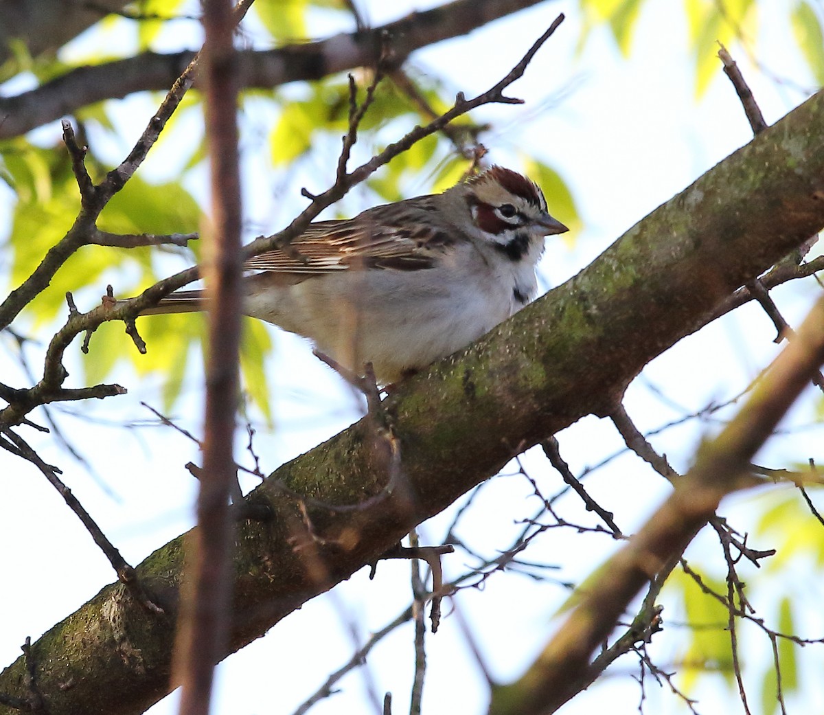 Bruant à joues marron - ML97013211