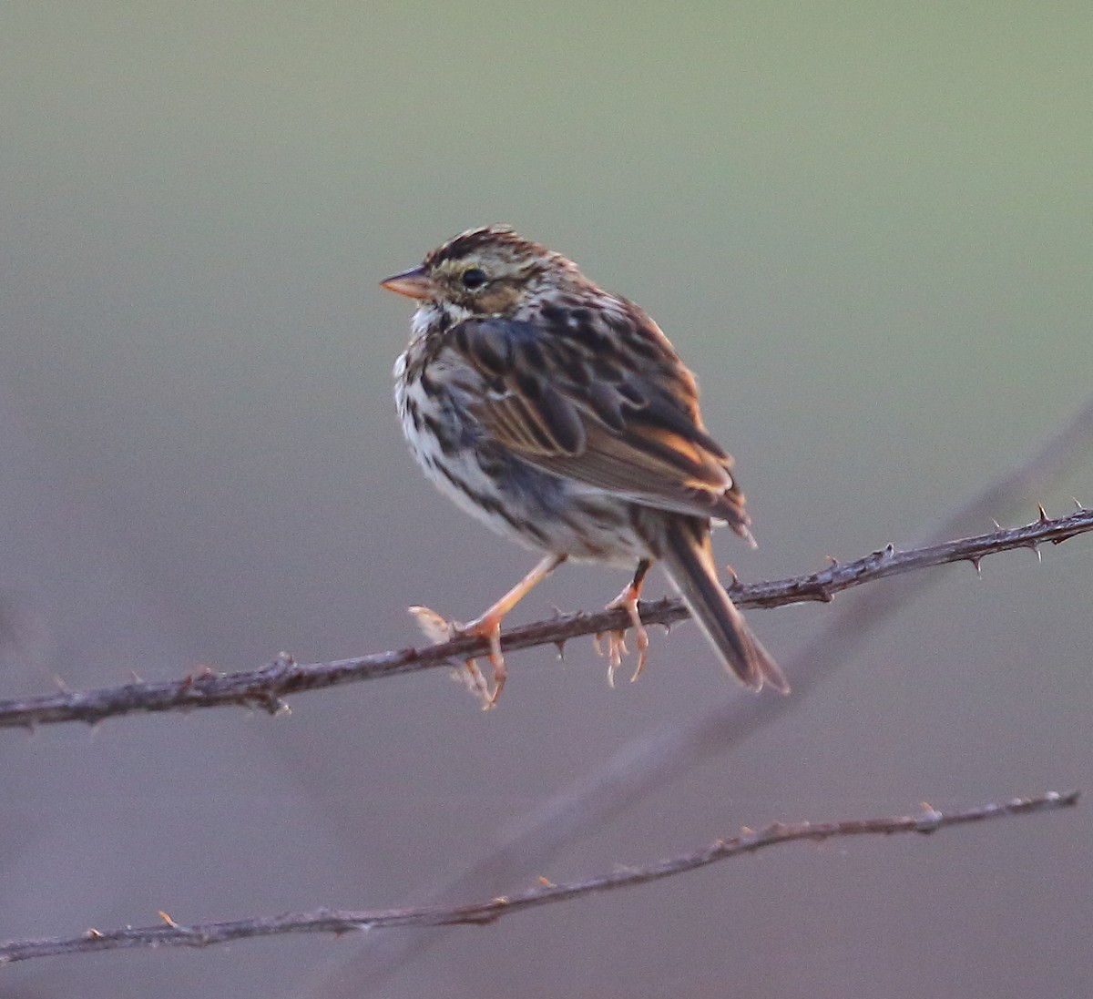 Savannah Sparrow - ML97013251