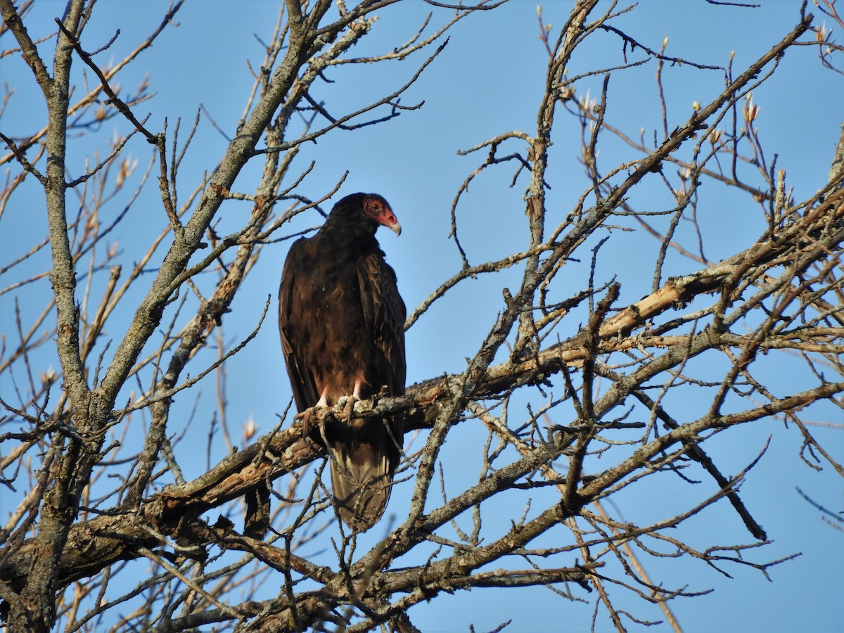 Turkey Vulture - Heidi Tarasiuk