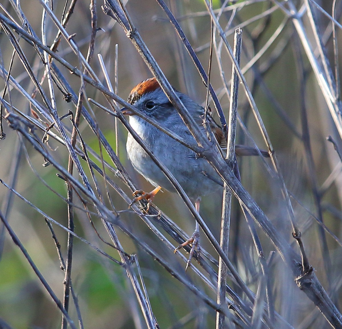 Swamp Sparrow - ML97013411