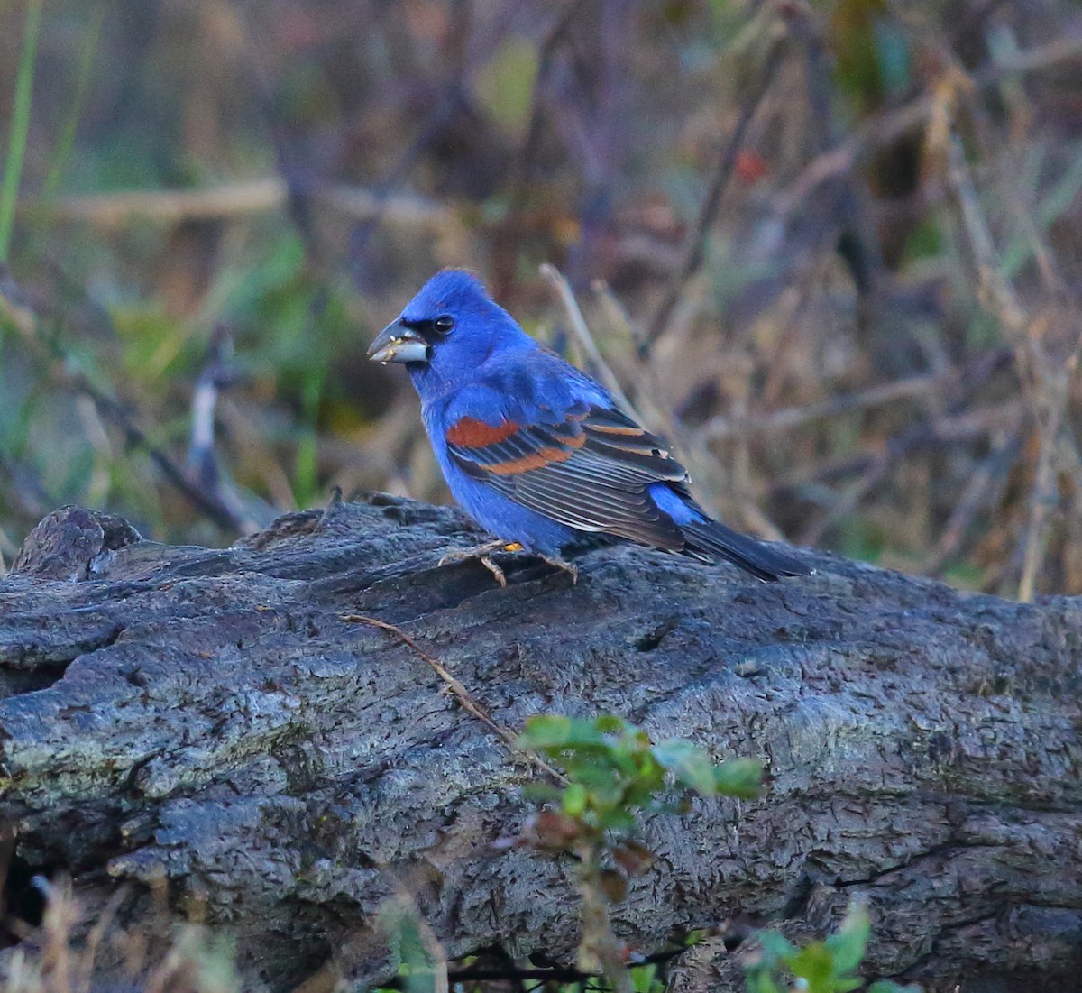 Blue Grosbeak - ML97013501