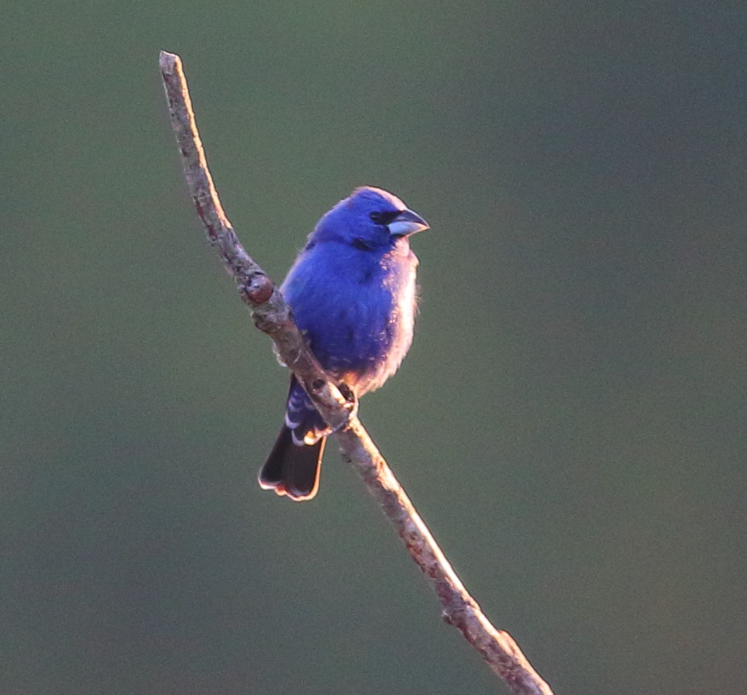 Blue Grosbeak - Bala Chennupati