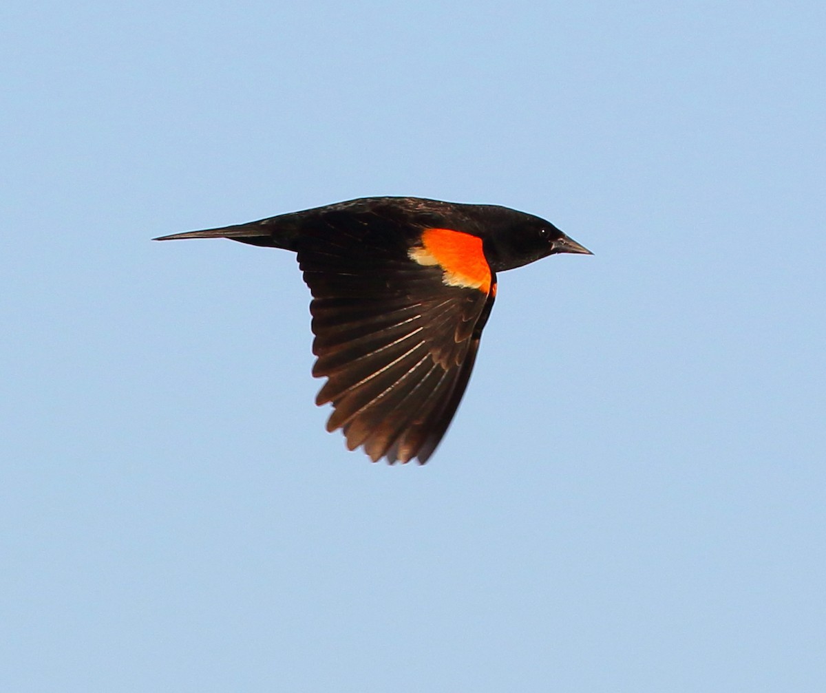 Red-winged Blackbird - ML97013751