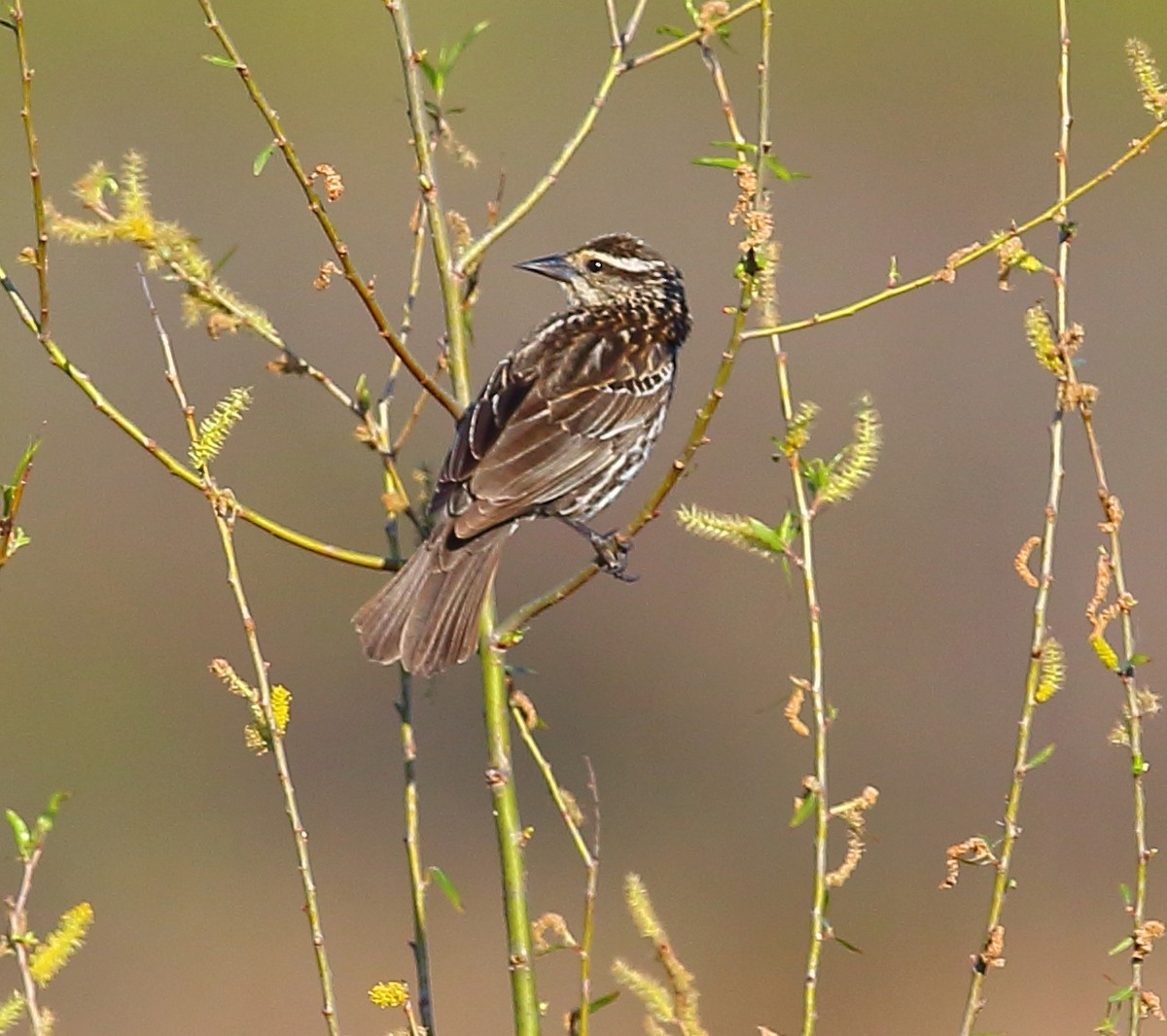 Red-winged Blackbird - ML97014371