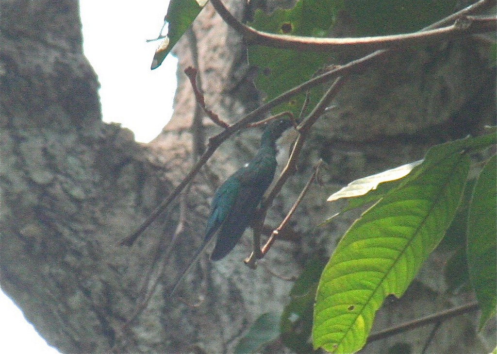 kolibřík černouchý - ML97015021