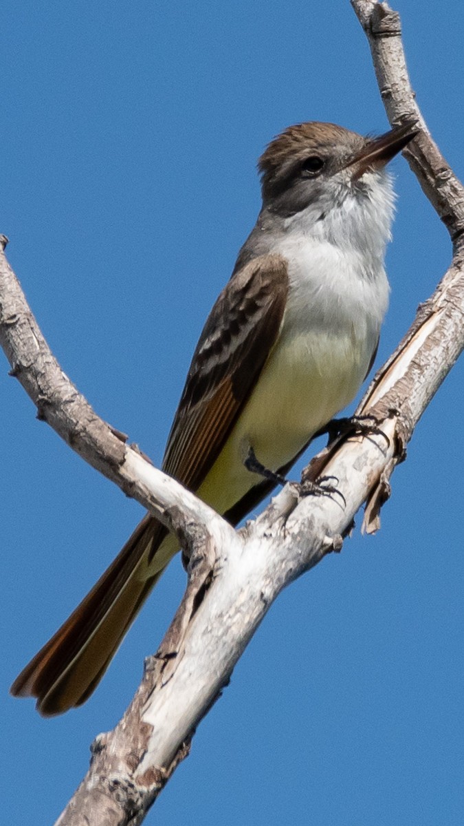 Ash-throated Flycatcher - undefined