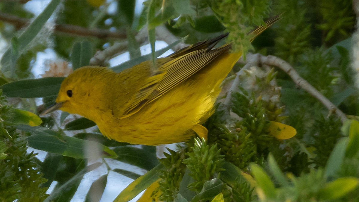 Yellow Warbler - undefined