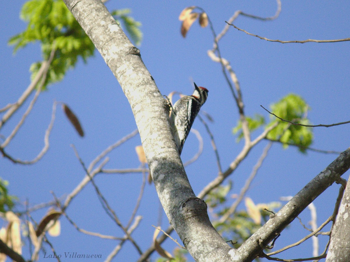 Yellow-bellied Sapsucker - ML97015461