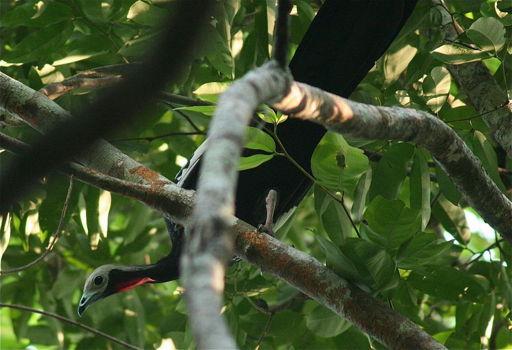 Red-throated Piping-Guan - Eric DeFonso 🦑