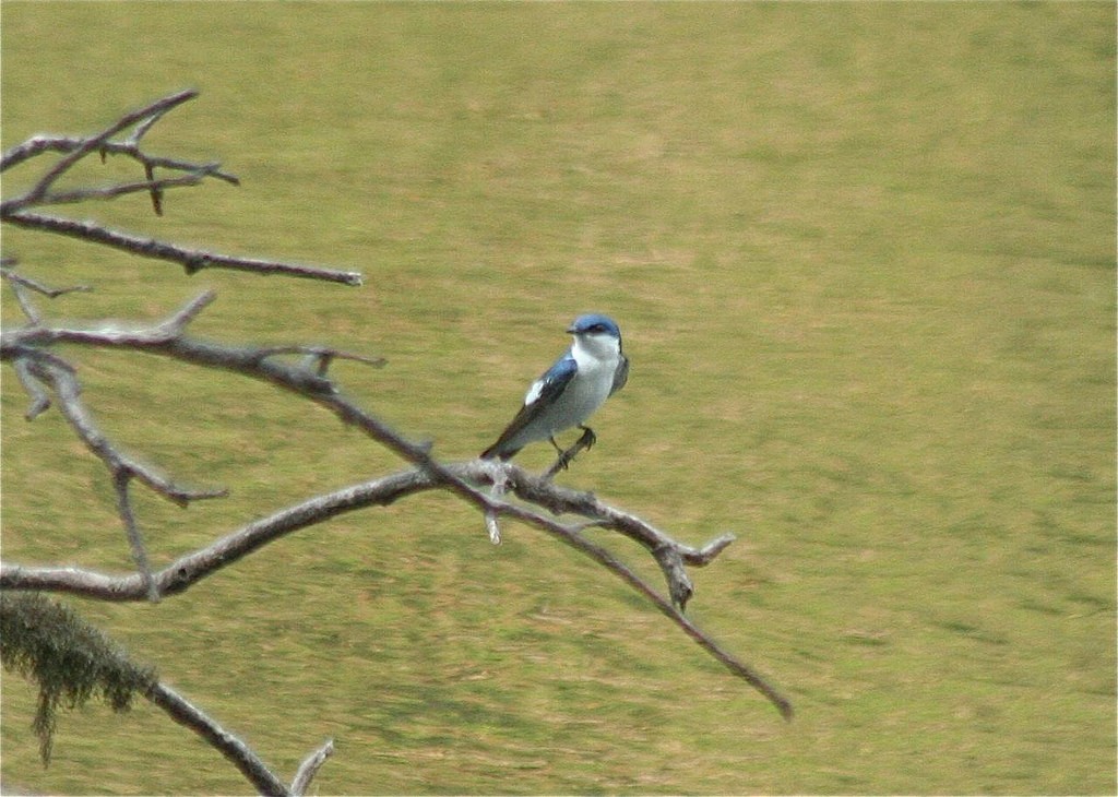 White-winged Swallow - ML97015821