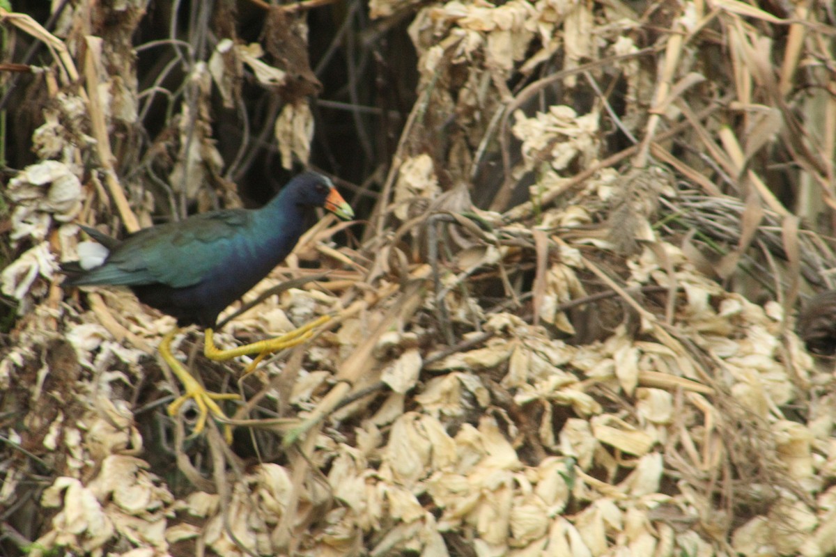 Purple Gallinule - ML97016921