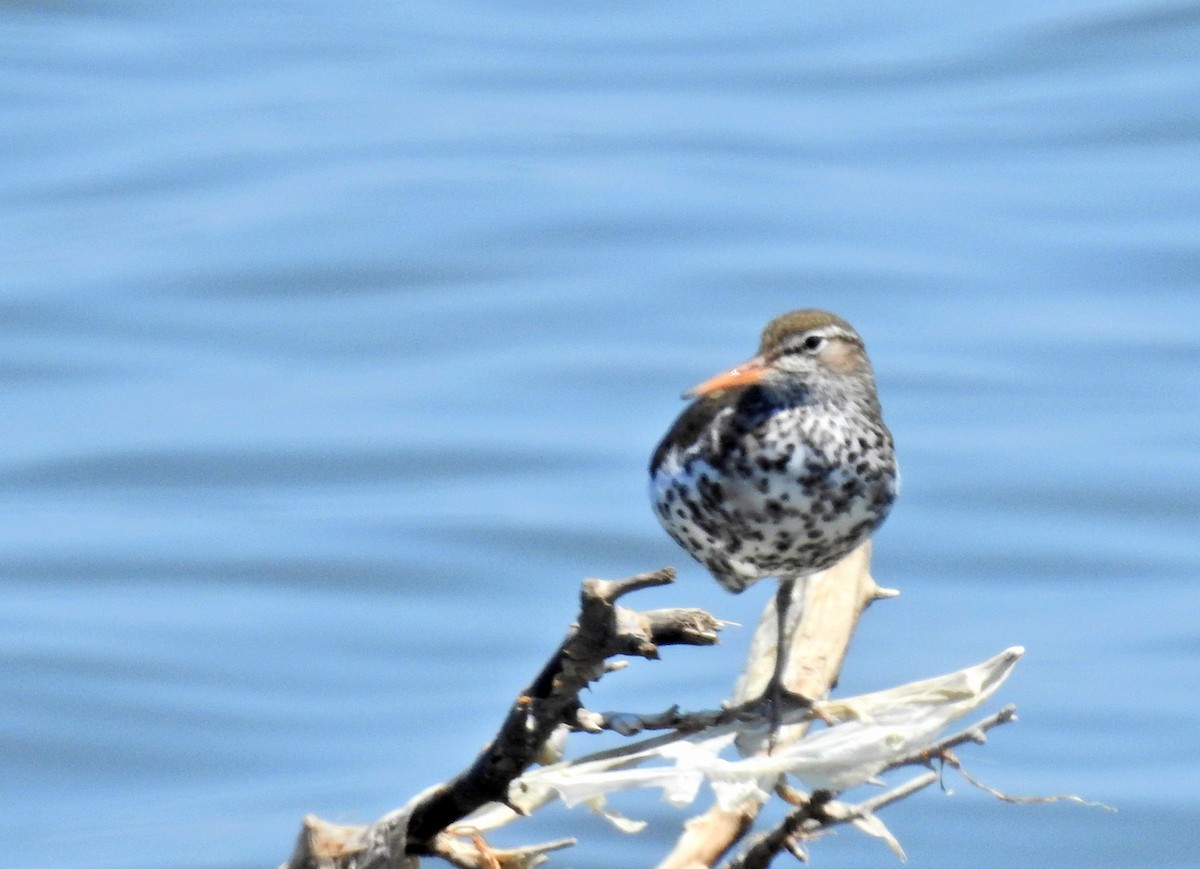 Spotted Sandpiper - ML97017851