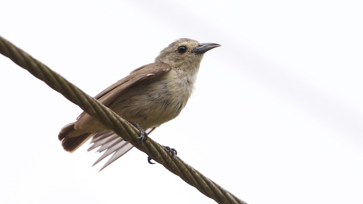 Nilgiri Flowerpecker - ML97018381