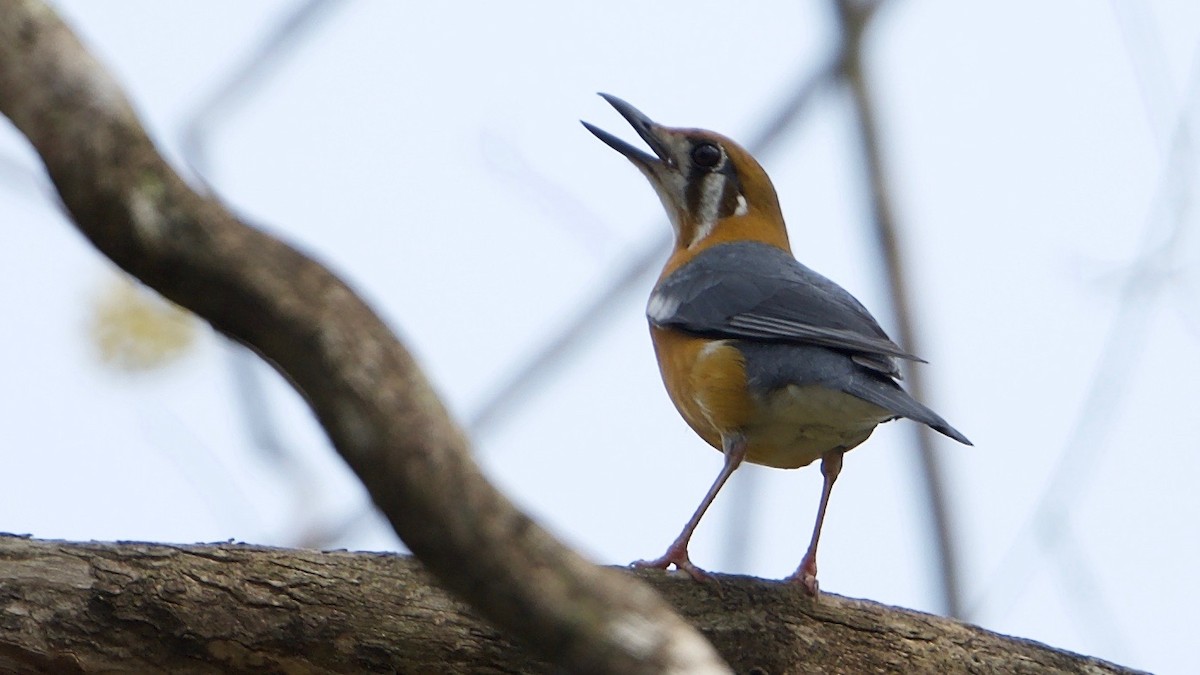 Orange-headed Thrush - ML97018691