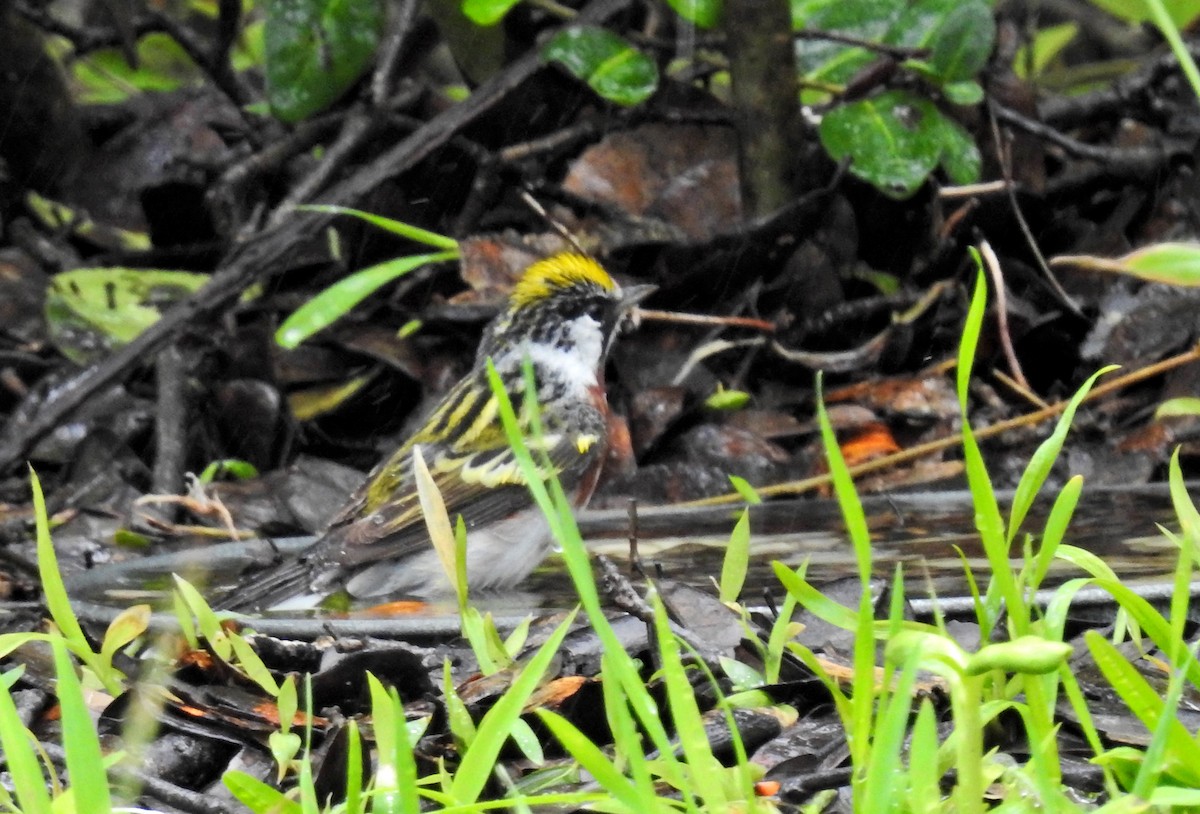 Chestnut-sided Warbler - ML97018761