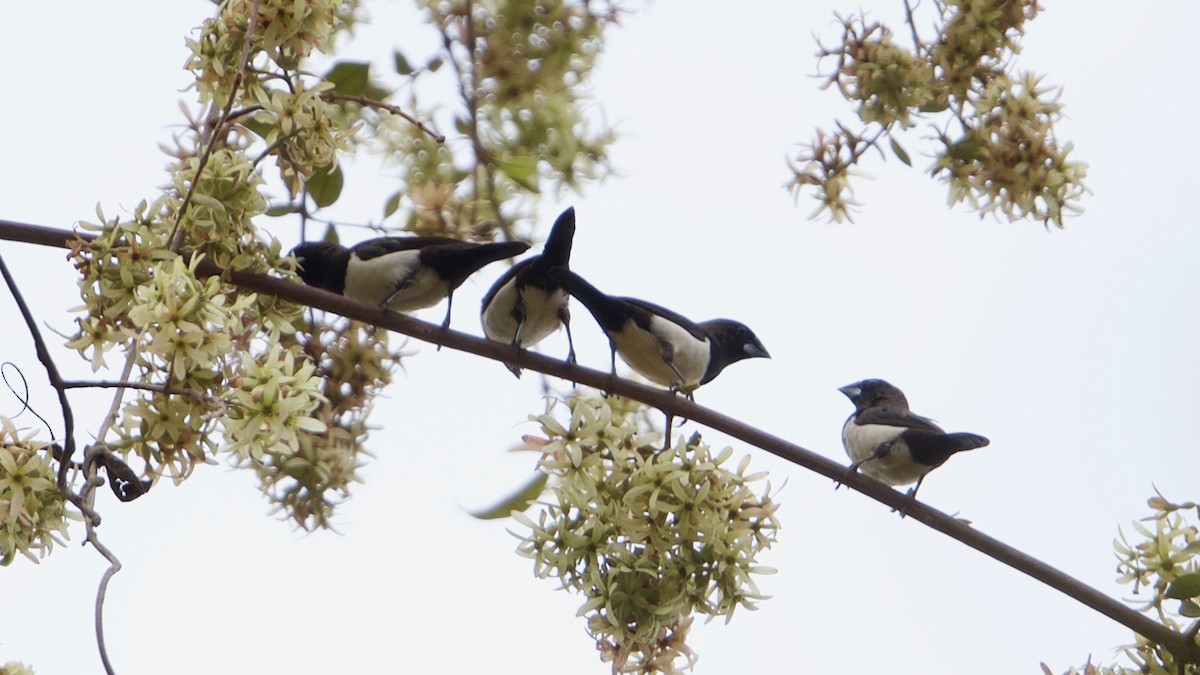 White-rumped Munia - ML97019701