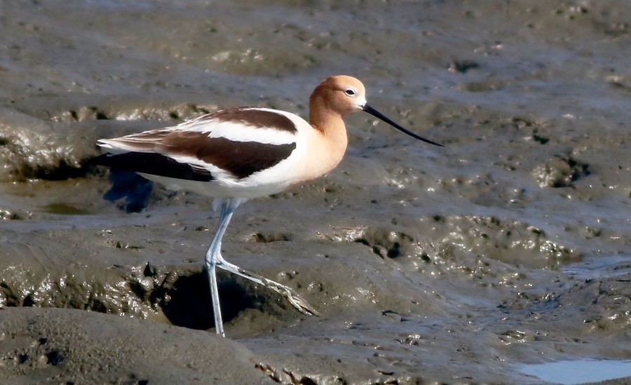 Avocette d'Amérique - ML97020851