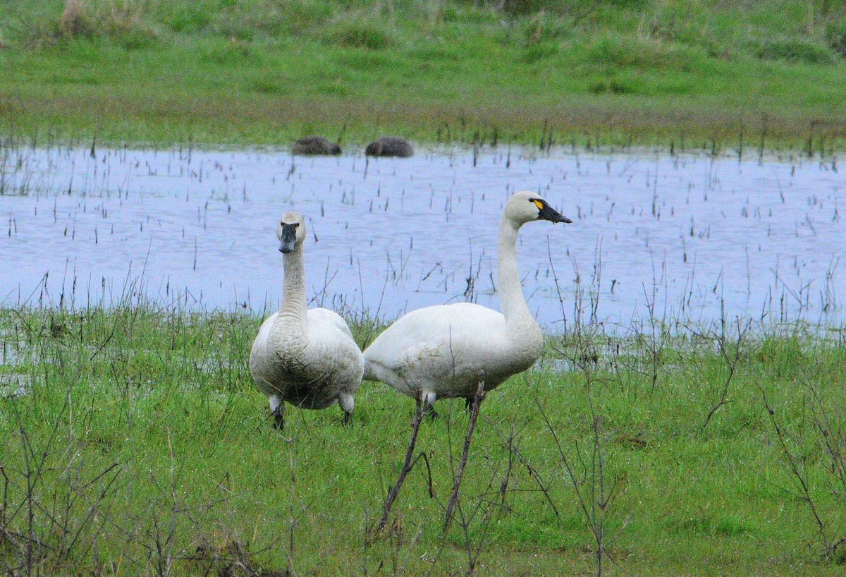 Tundra Swan - James Pasola