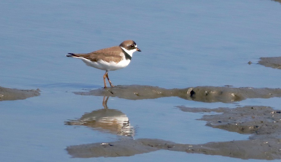 Semipalmated Plover - ML97021501