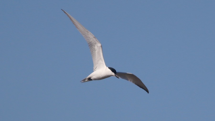 Gull-billed Tern - ML97021711