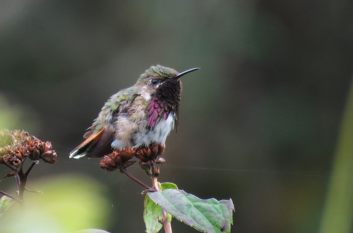 Wine-throated Hummingbird - Oliver  Komar