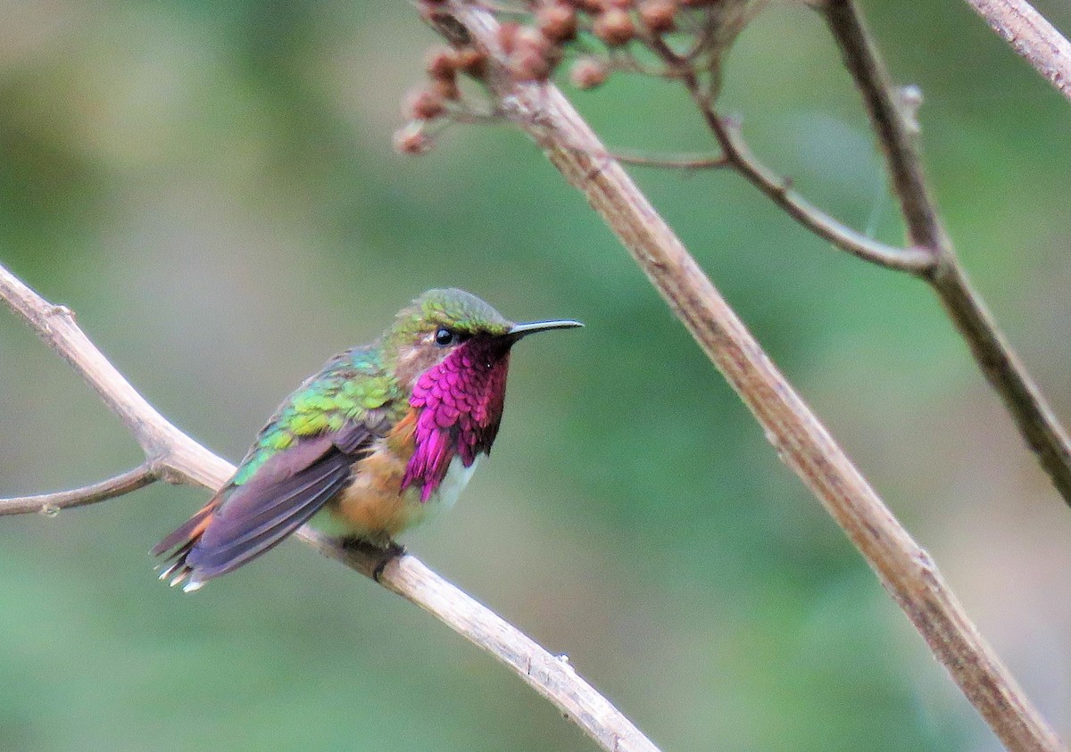 Wine-throated Hummingbird - Oliver  Komar