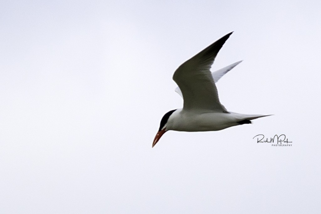 Caspian Tern - ML97026561