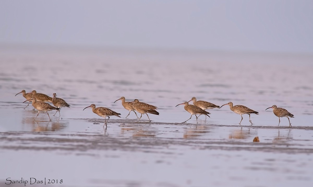 Whimbrel - Sandip Das