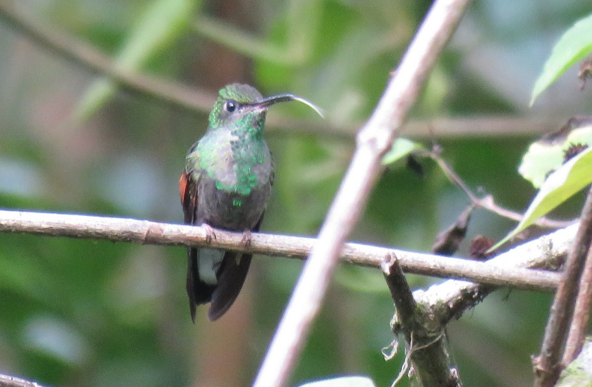 kolibřík páskoocasý - ML97027061