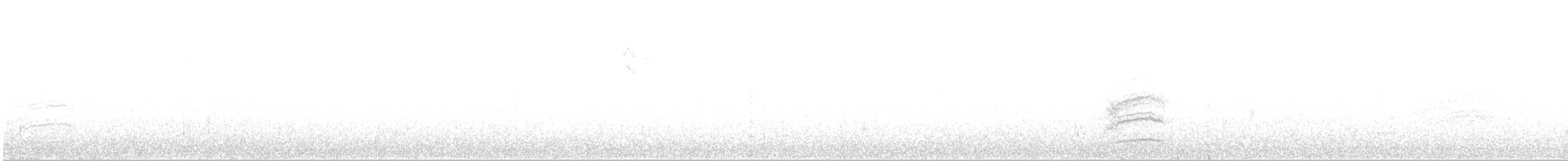 Тауї плямистий - ML97027561
